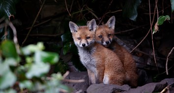 Cómo la prohibición de la caza del zorro en el Reino Unido en 2004 provocó un "descenso catastrófico" de la población de zorros